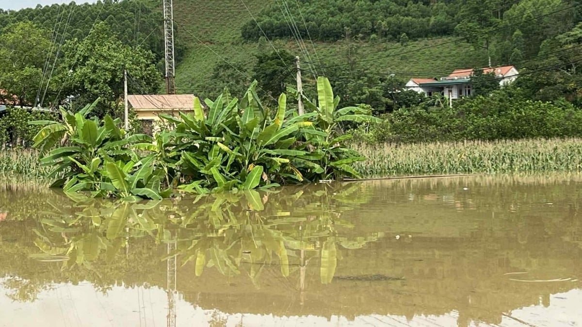 Gần 700 ha lúa, hoa màu ở miền Bắc bị ngập úng do mưa lớn 