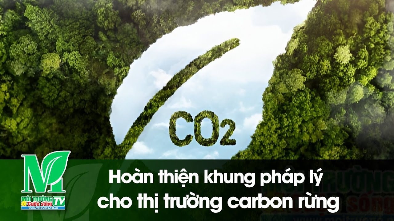 [VIDEO] Hoàn thiện khung pháp lý cho thị trường các bon rừng 