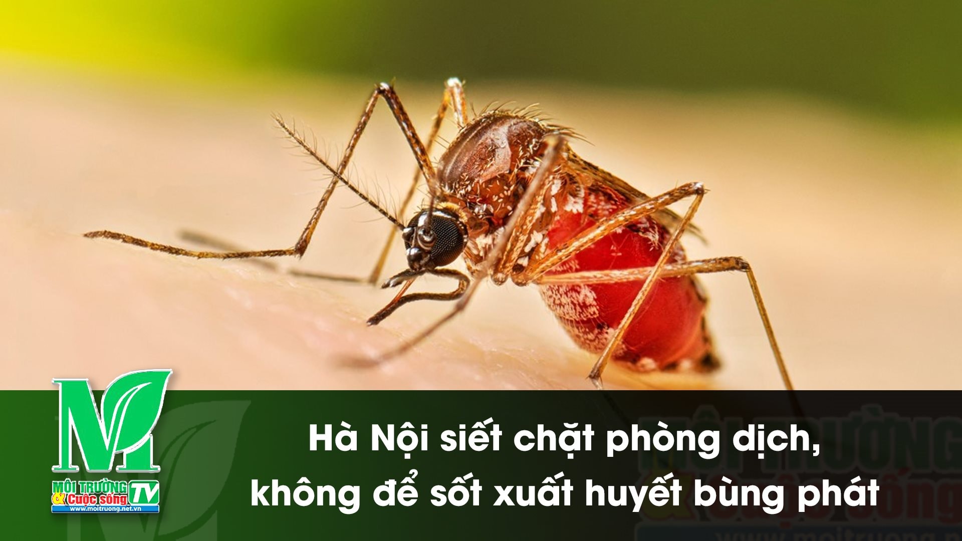 [VIDEO] Hà Nội siết chặt phòng dịch, không để sốt xuất huyết bùng phát 