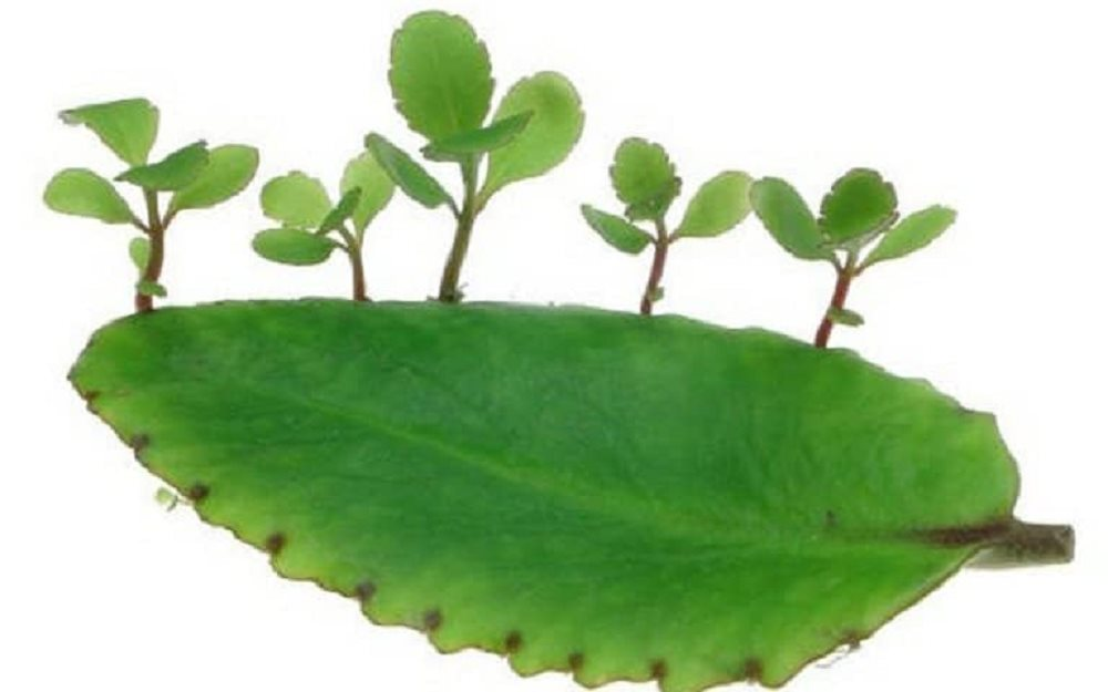 cbonga.png