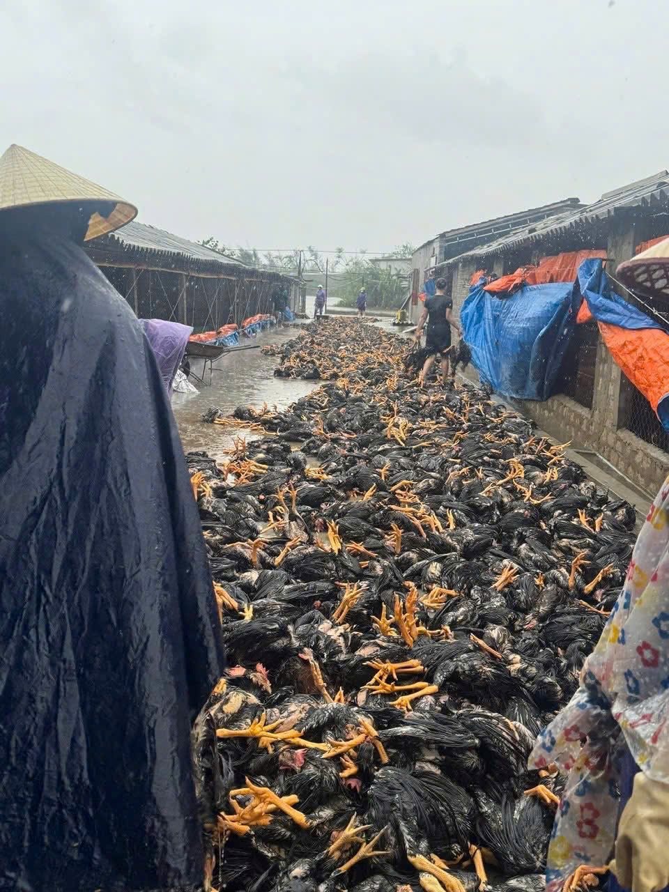 trai-ga-an-chau.jpg