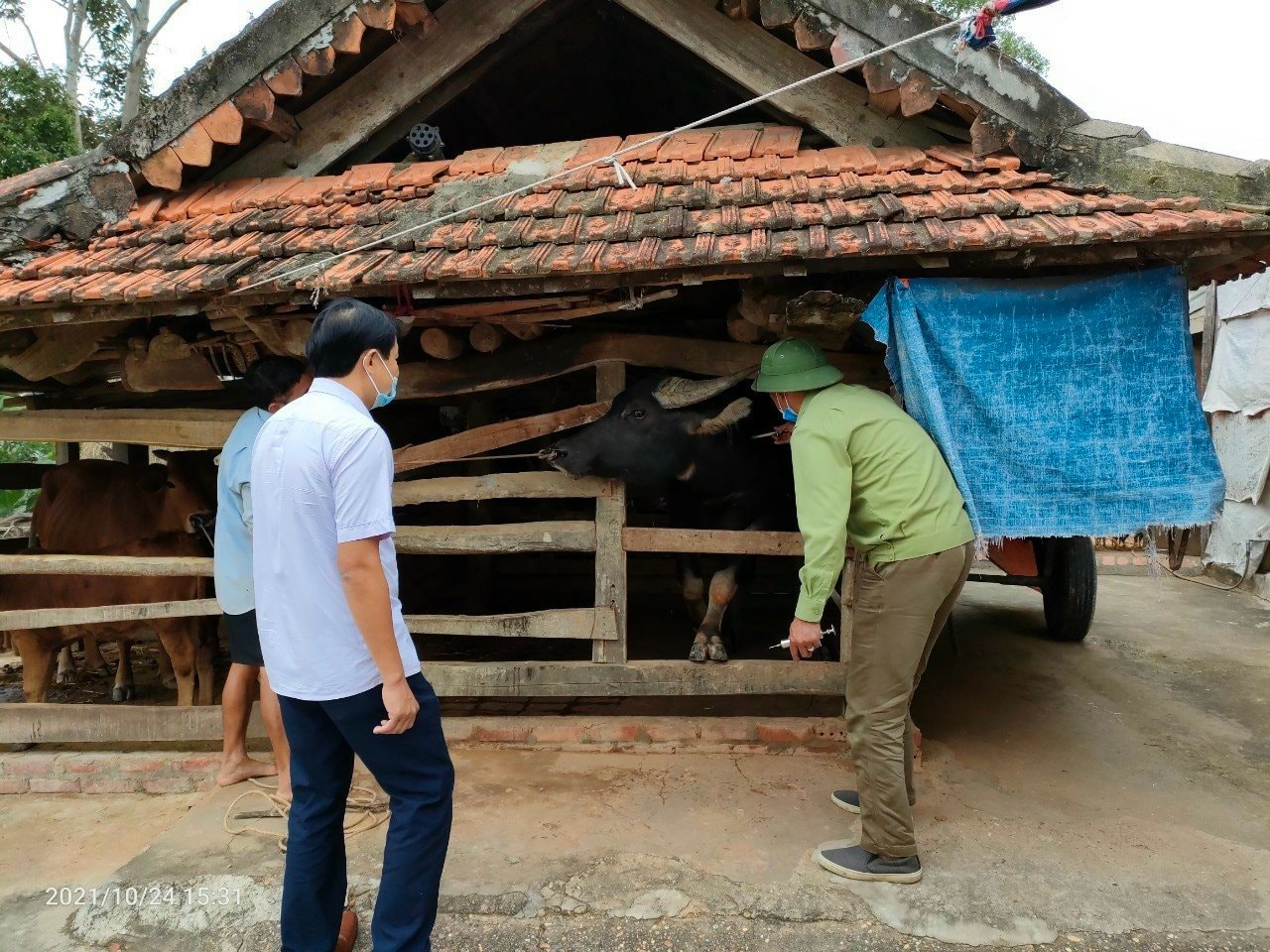 tieng-benh-cho-trau-bo-anh-minh-hoa-(1).jpeg