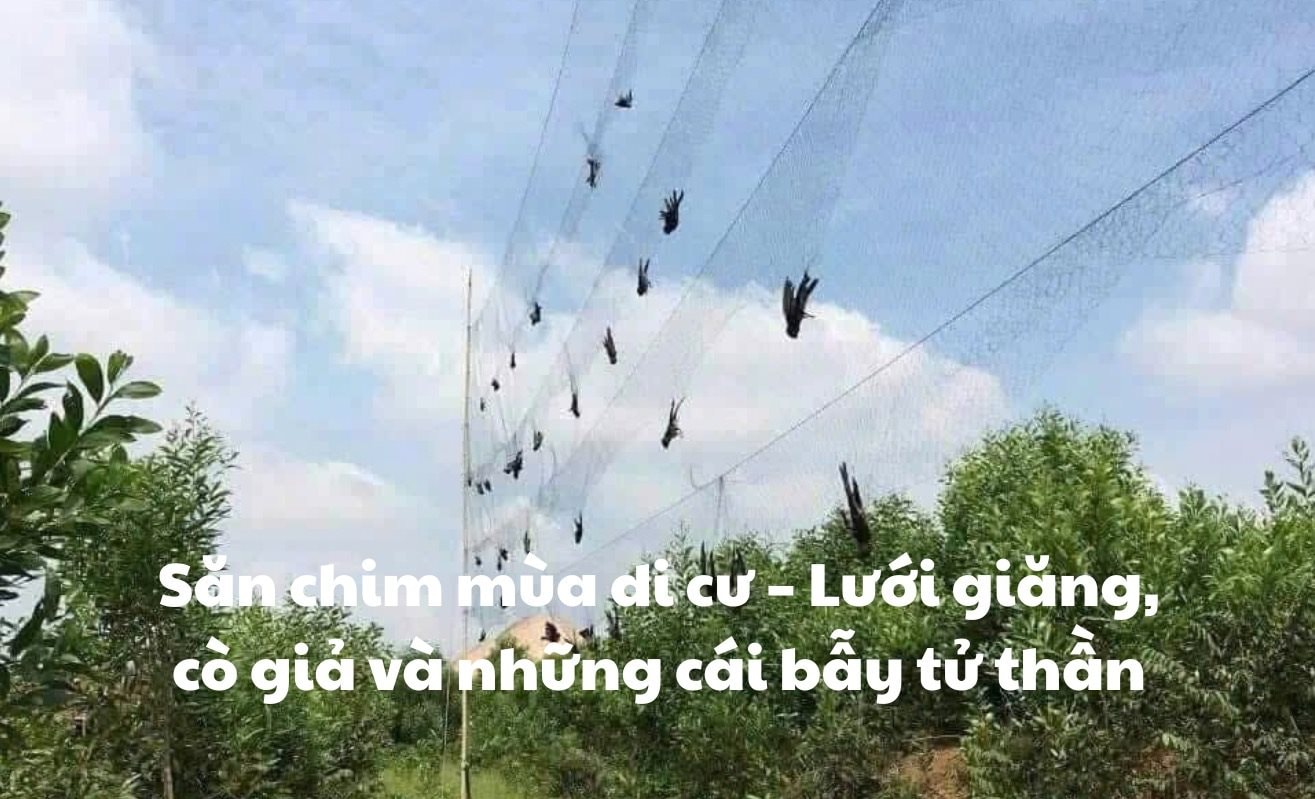 Loạt bài: Báo động nạn săn bắt chim di cư và mất cân bằng sinh thái tại Bắc Trung Bộ Kỳ 1: Săn chim mùa di cư – Lưới giăng, cò giả và những cái bẫy tử thần 