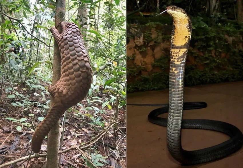 Thả 12 cá thể động vật hoang dã có tên trong sách đỏ về rừng ở Đồng Nai