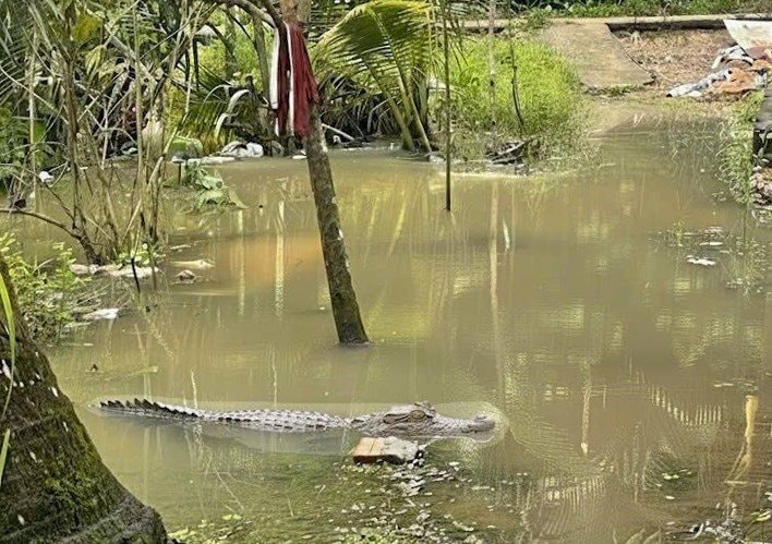Cần Thơ: Xuất hiện cá sấu dài 1,5m giữa đợt triều cường lịch sử 