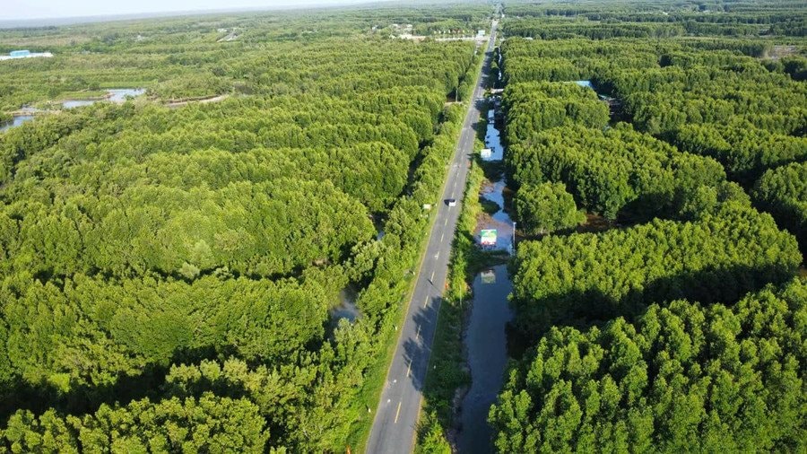 Cà Mau dẫn đầu cả nước về trồng rừng ven biển 