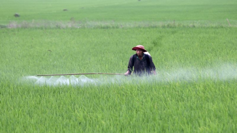 Các tỉnh phía Bắc tập trung chỉ đạo sản xuất vụ đông xuân 2025 - 2026 