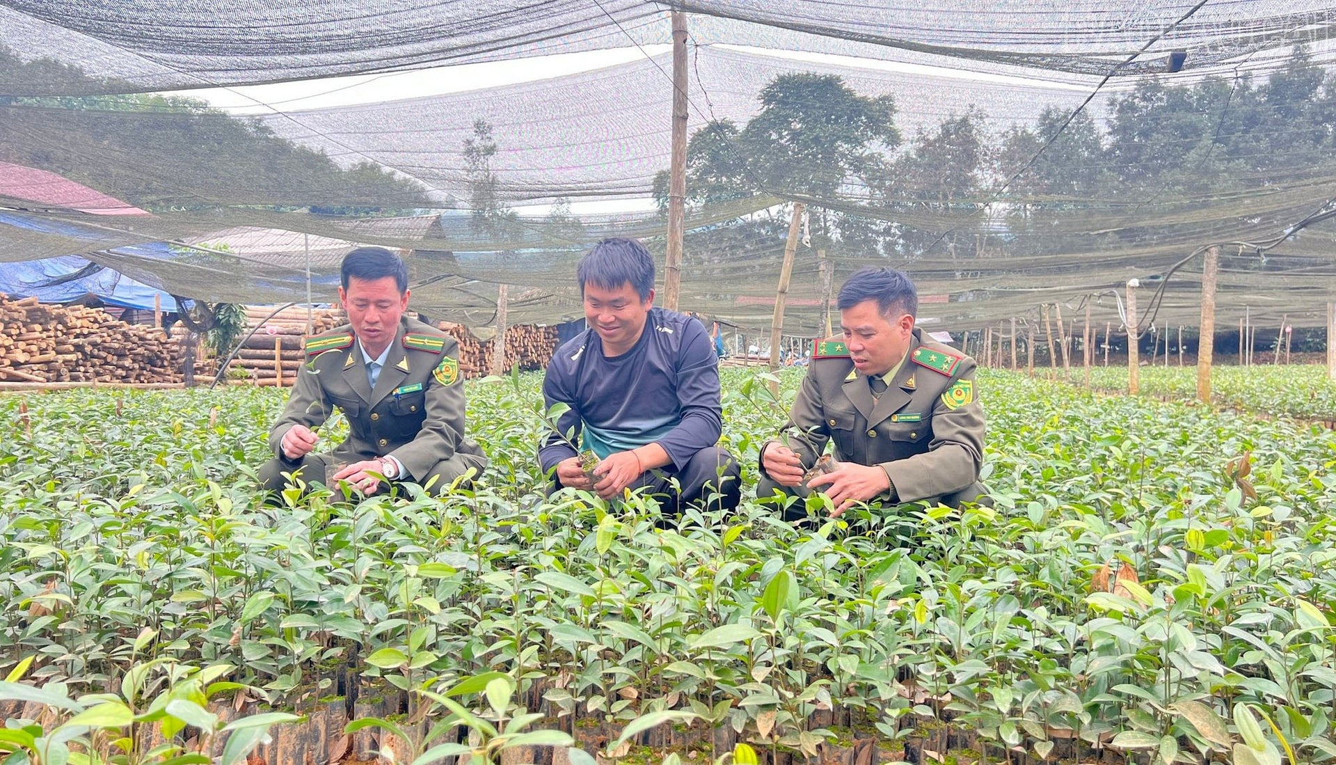 Lào Cai chuẩn bị hơn 81 triệu cây giống cho vụ trồng rừng năm 2026 