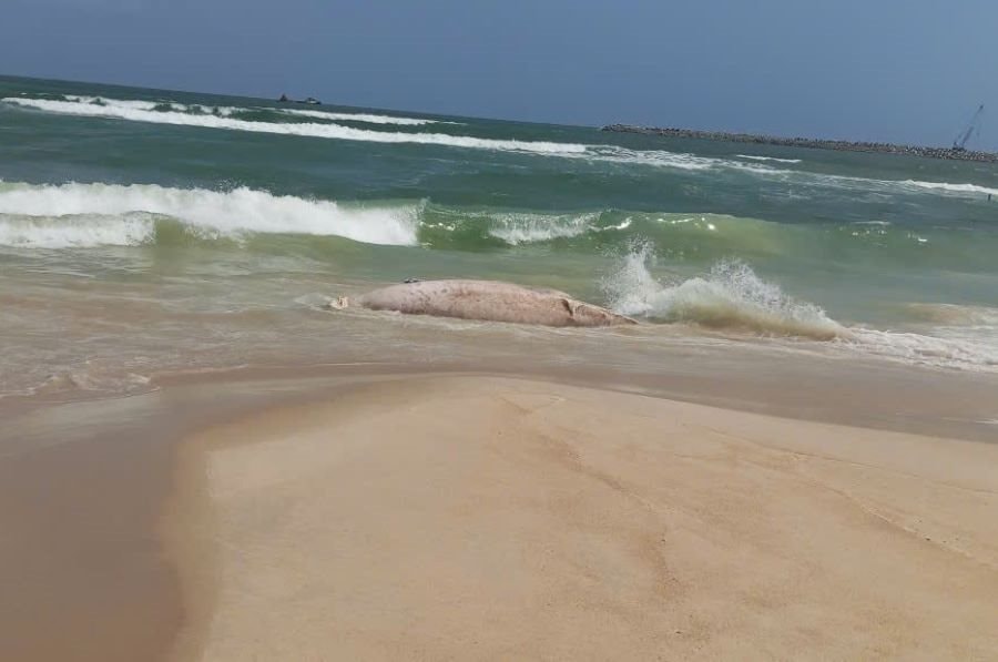 Cá voi nặng khoảng 1 tấn trôi dạt vào bờ biển Quảng Trị 