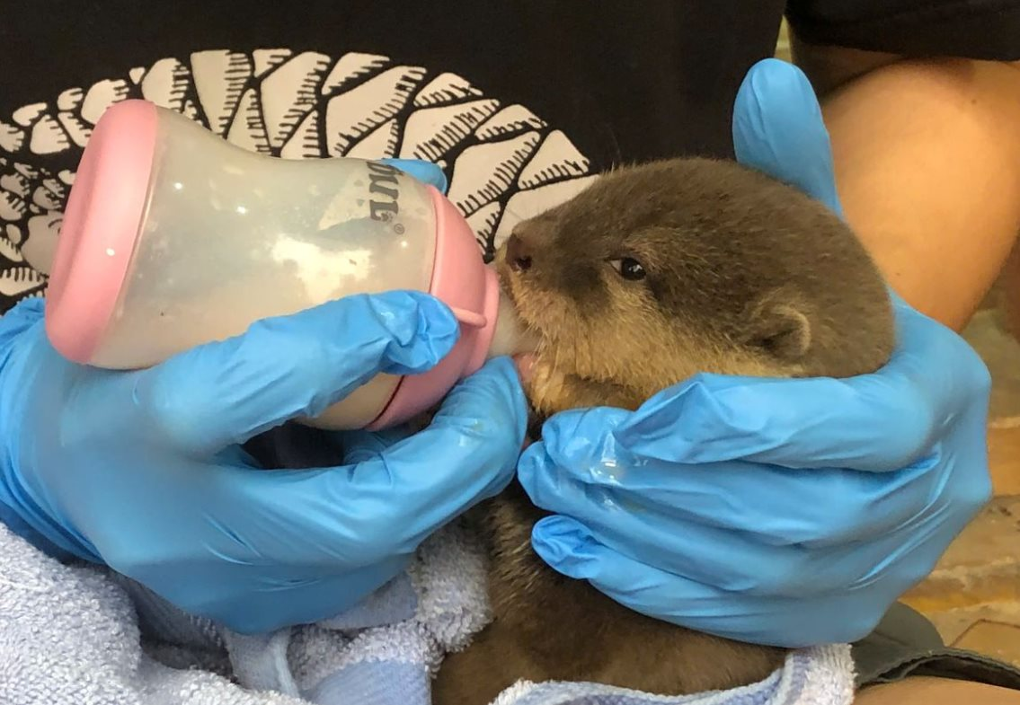 Quảng Trị: Bàn giao cá thể rái cá vuốt bé quý hiếm cho Vườn quốc gia Cúc Phương 