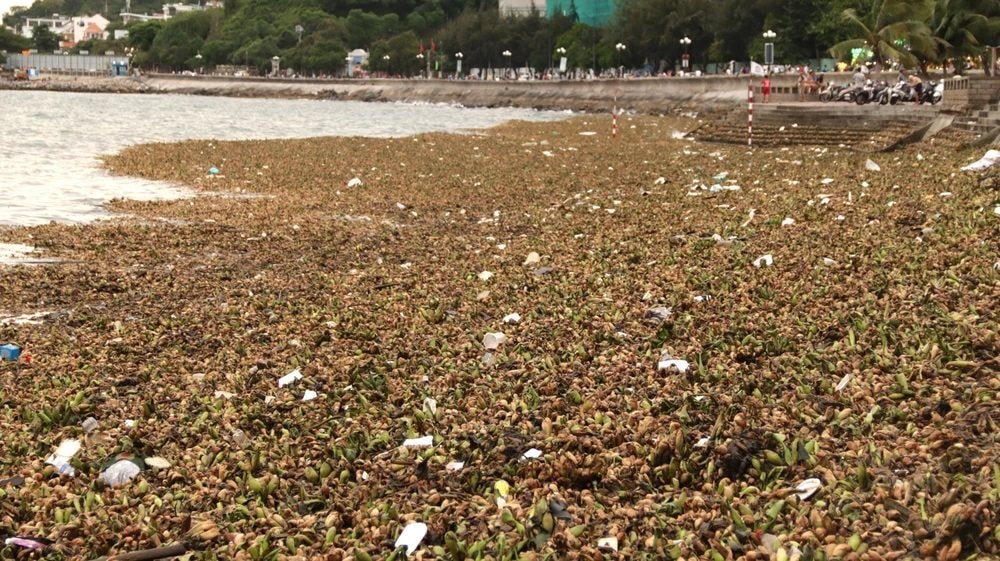 TP.HCM đồng loạt triển khai giải pháp xử lý lục bình và rác thải trôi dạt ven biển