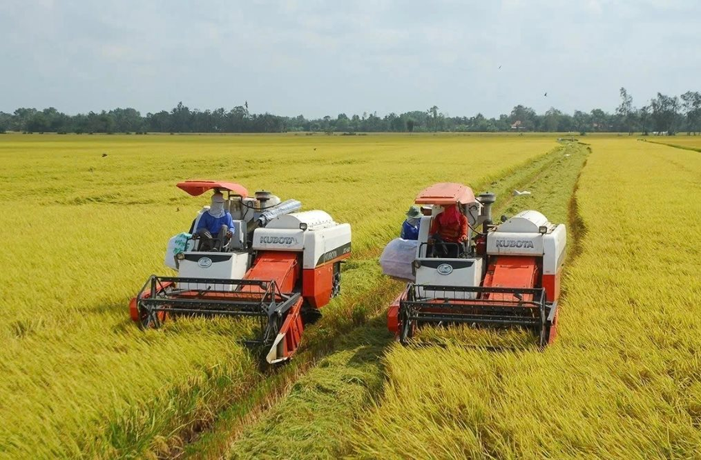 Chủ động bảo đảm đầu ra cho lúa gạo trong bối cảnh mới