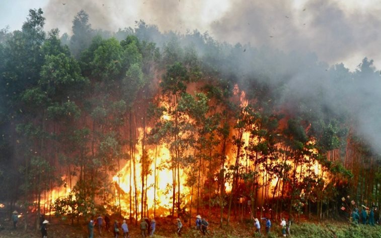 Khánh Hòa tăng cường phòng cháy rừng trong cao điểm mùa khô 