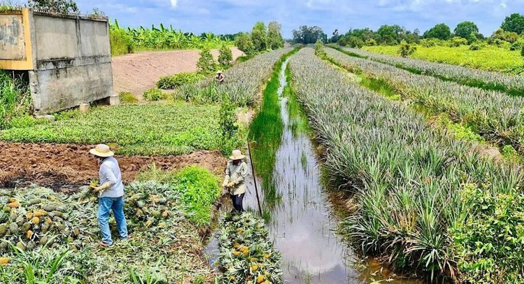 Đồng Tháp chủ động ứng phó hạn, mặn năm 2026