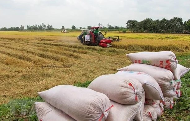Indonesia triển khai 5 chiến lược ứng phó El Nino, hướng tới mục tiêu cường quốc lương thực 