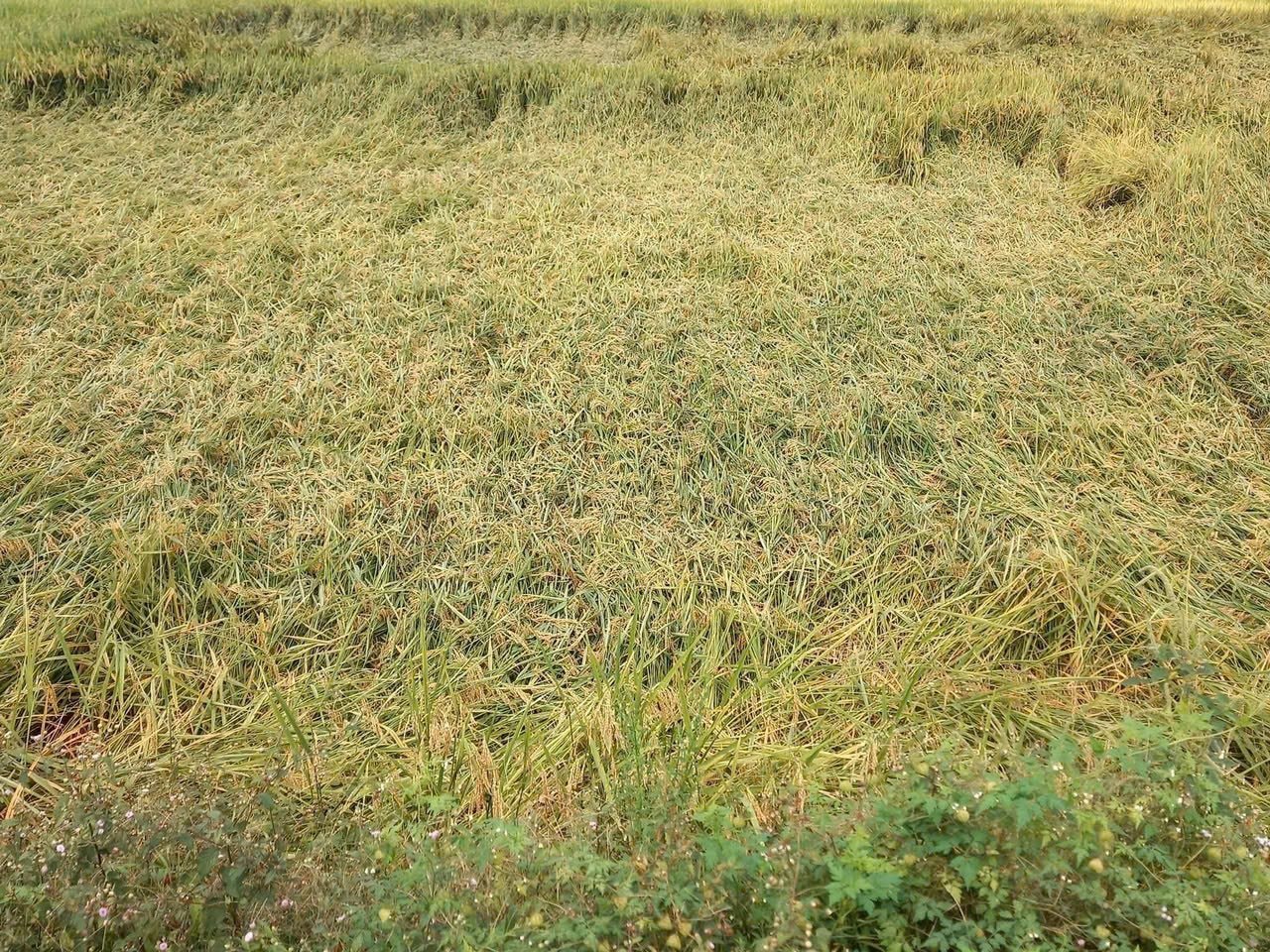 lua-nghia-dong.jpg