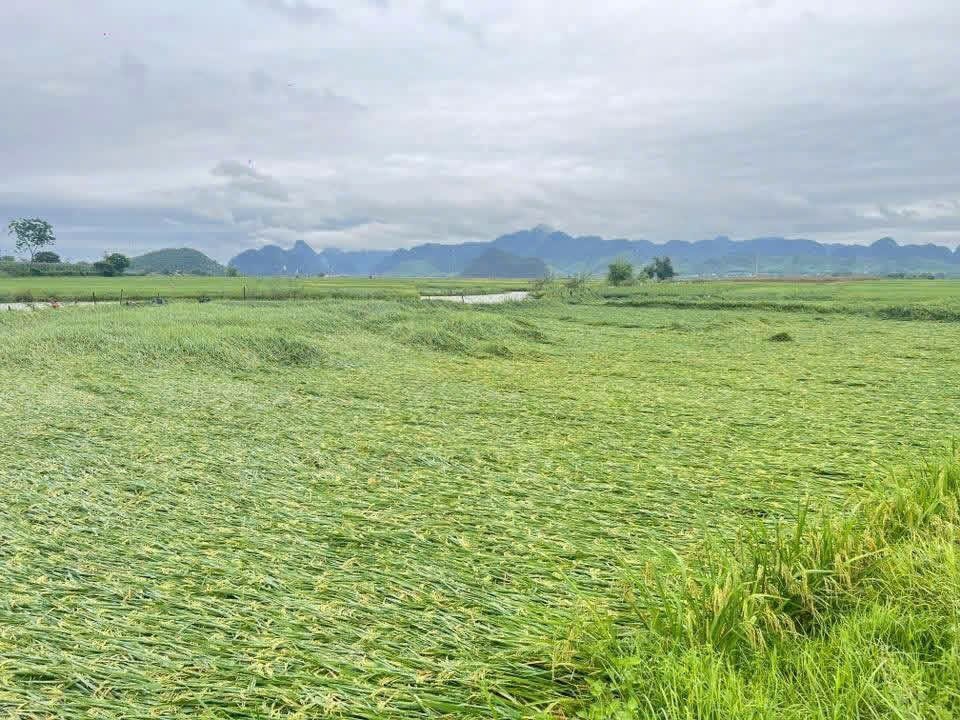 Hà Tĩnh: Gần 5.900 ha lúa xuân đổ rạp sau dông lốc, mưa đá 