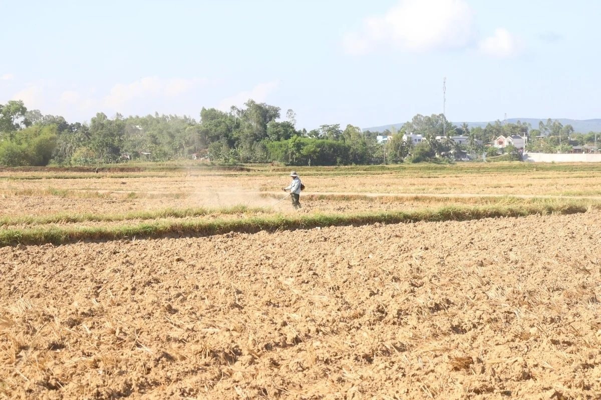 Đà Nẵng lo thiếu nước vụ hè thu vì đập ngăn mặn chậm tiến độ 