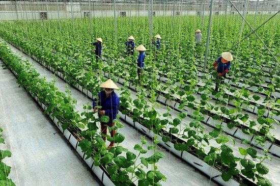 Nông nghiệp phát thải thấp: Động lực mới nâng sức cạnh tranh cho nông sản 