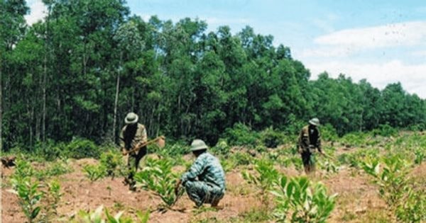 Cả nước trồng mới hơn 112.000ha rừng trong 5 tháng đầu năm 