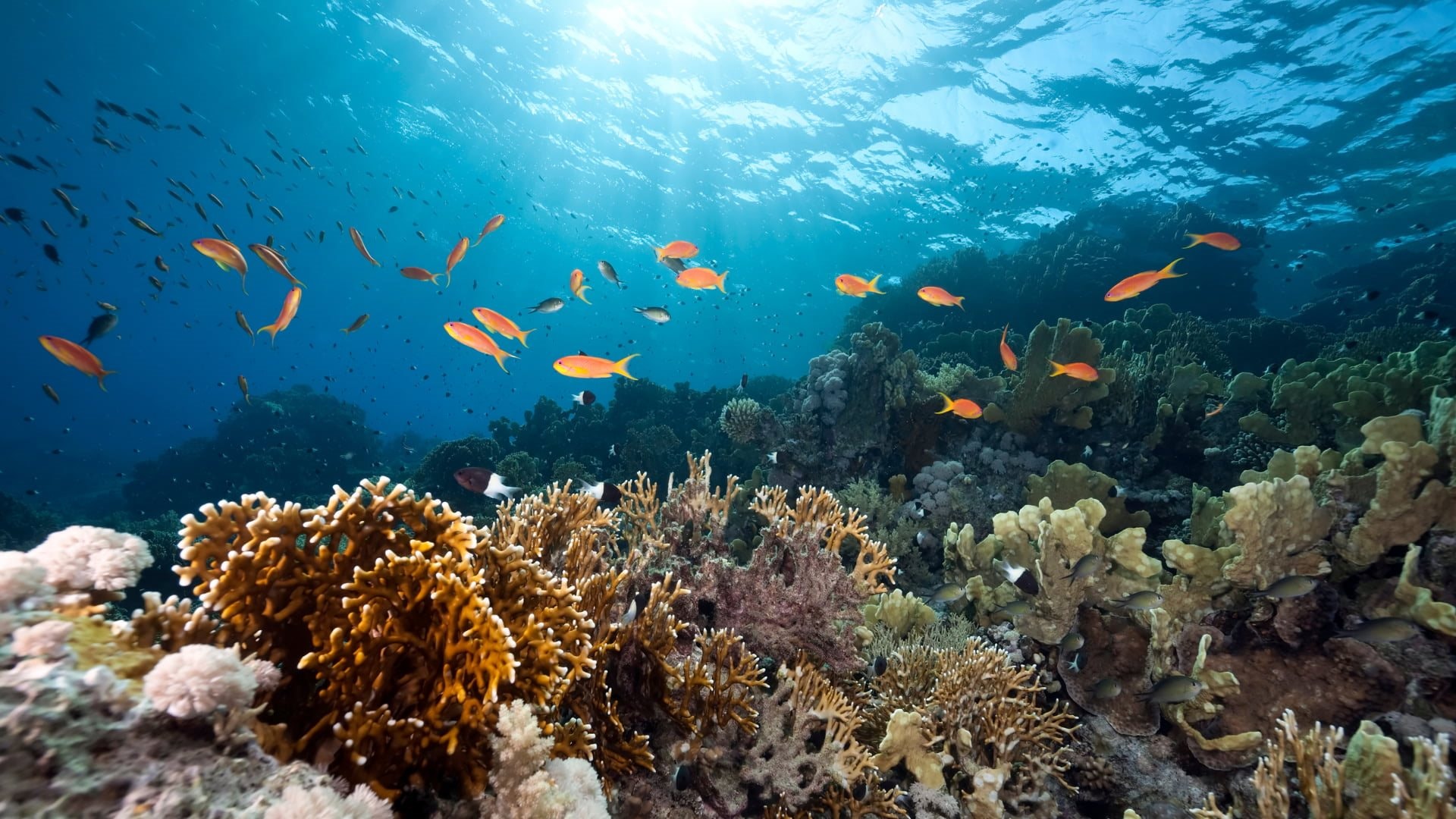 ocean_.jpg