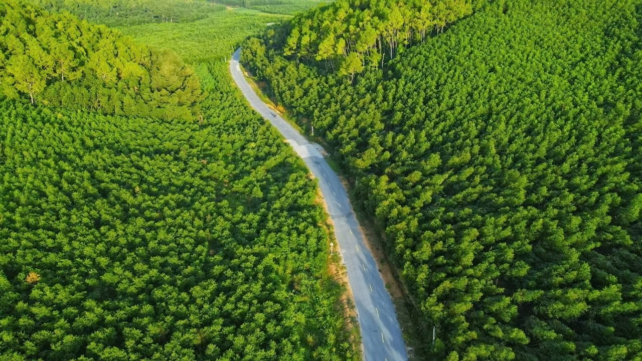 Nghệ An triển khai thực hiện Kế hoạch dịch vụ hấp thụ và lưu giữ các-bon rừng theo quy định mới