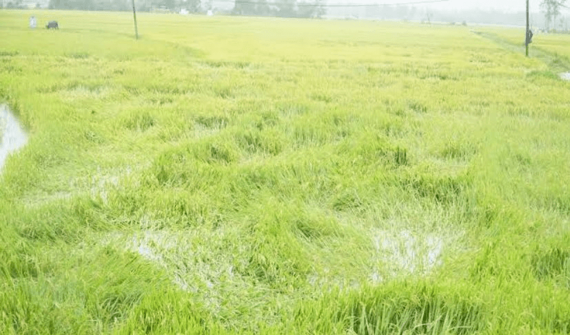 Bắc Ninh: 1.687ha nông nghiệp ngập úng do mưa lớn, nhiều sông vượt mức báo động II 