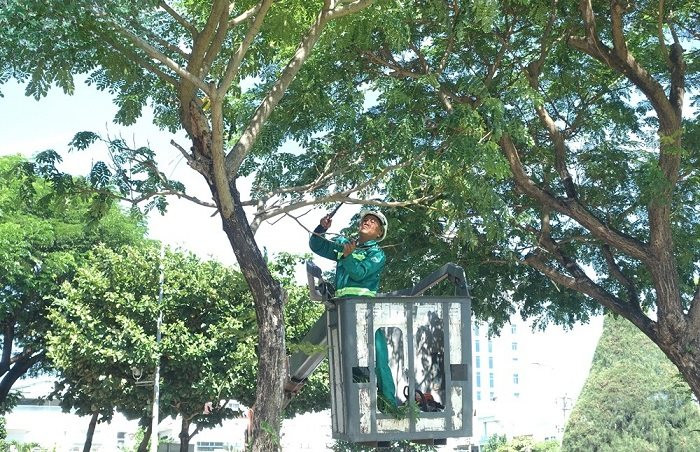 TPHCM rà soát cây xanh trường học trước mùa mưa bão