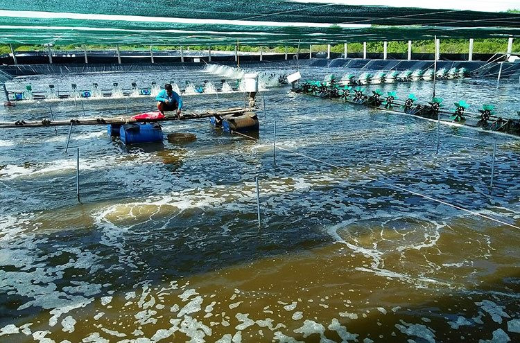 Cà Mau xây dựng “pháo đài” phòng, chống thiên tai từ cơ sở
