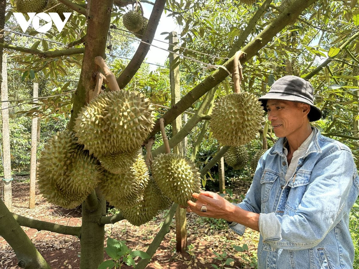 Đắk Lắk chuẩn hóa canh tác sầu riêng, thúc đẩy phát triển nông nghiệp xanh