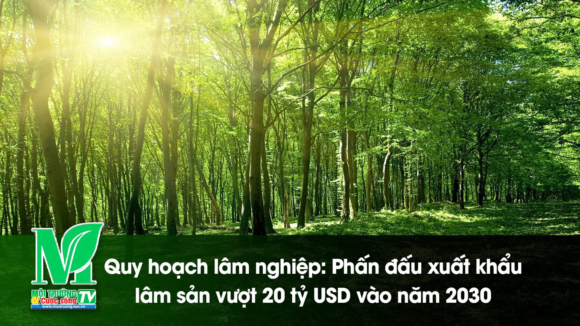 [VIDEO] Quy hoạch lâm nghiệp: Phấn đấu xuất khẩu lâm sản vượt 20 tỷ USD vào năm 2030 