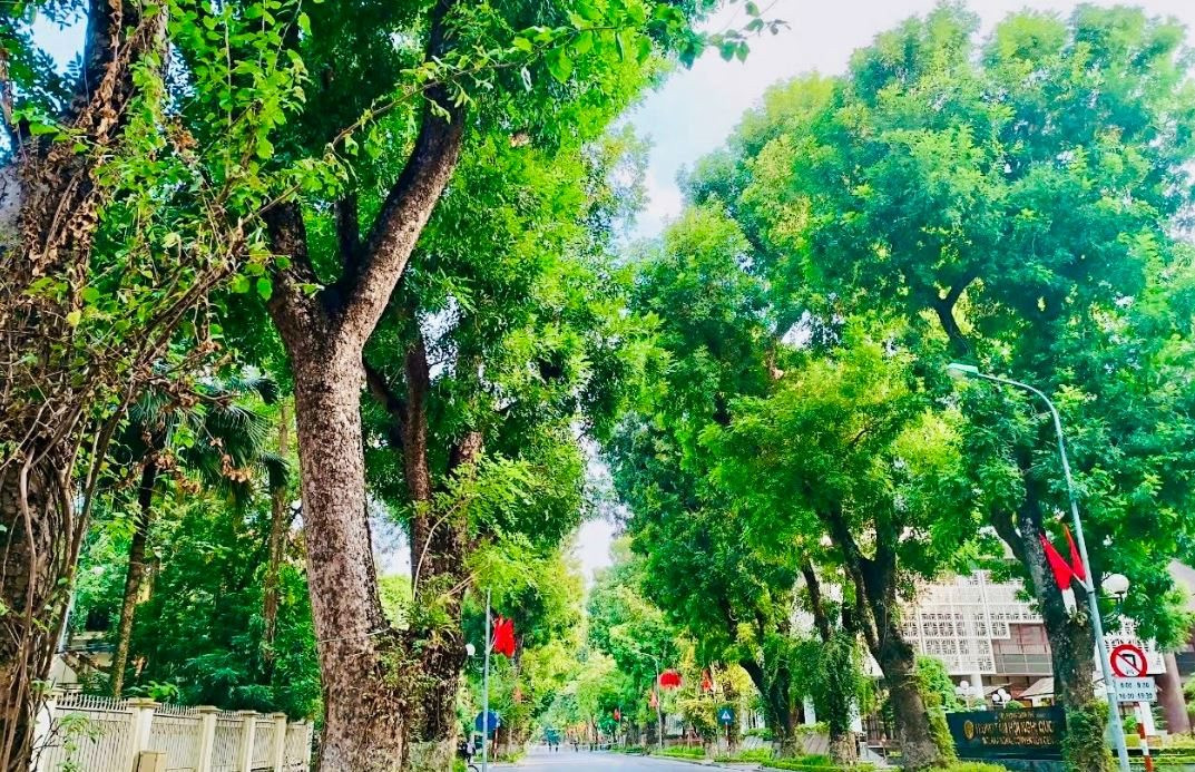 Đề xuất danh mục cây xanh đô thị có khả năng giảm bụi mịn, hấp thụ khí thải 