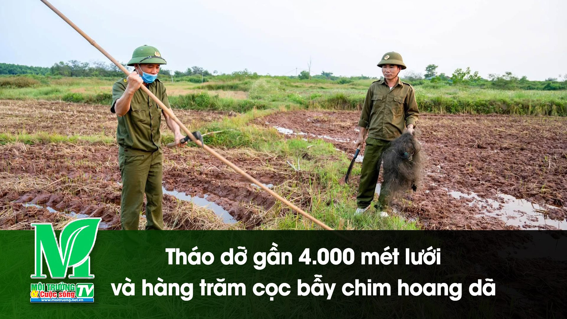 [VIDEO] Tháo dỡ gần 4.000 mét lưới và hàng trăm cọc bẫy chim hoang dã 