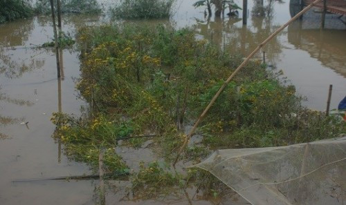 Thừa Thiên Huế: Người trồng hoa tết “khóc ròng” sau lũ lụt lớn