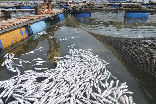 11 doanh nghiệp phải bồi thường hơn 13 tỷ đồng do xả thải gây chết cá