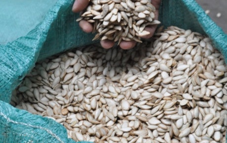 Nghệ An: Thu giữ hơn 1 tấn hạt bí không rõ nguồn gốc