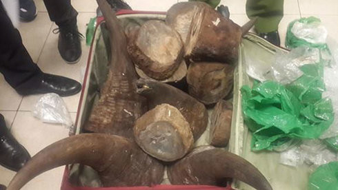 Hà Nội: Bắt lô hàng hơn 50 kg nghi sừng tê giác giấu trong hành lý