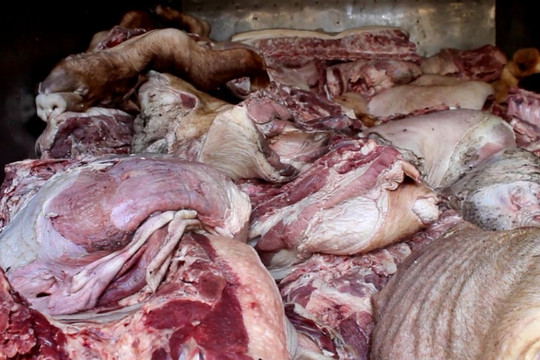 Bình Phước: Thu giữ hơn 400 kg thịt lợn bốc mùi hôi thối