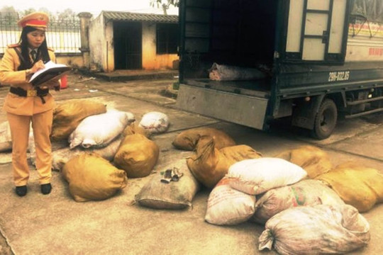 Thanh Hóa: Bắt giữ xe tải chở hơn 2 tấn da lợn không rõ nguồn gốc