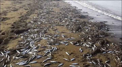 Quảng Bình: Cá biển chết là hiện tượng bình thường