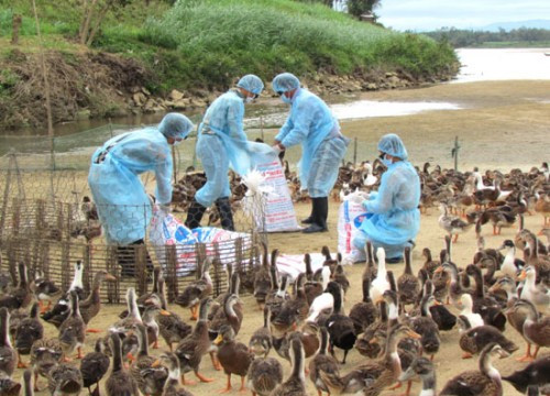 Quảng Ngãi: Phát hiện và tiêu hủy đàn vịt nhiễm cúm A/H5N6