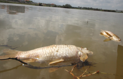 Quảng Nam: Cá chết bất thường trên sông Bàn Thạch