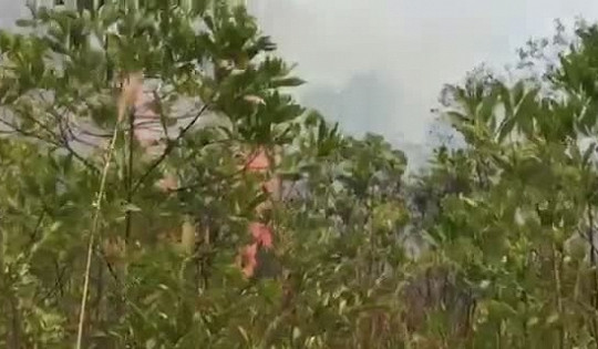 Quảng Yên (Quảng Ninh): Cháy lớn tại rừng thông đặc dụng