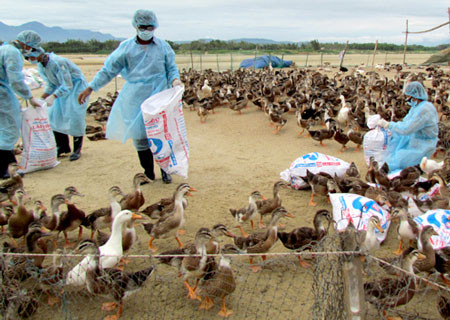 Việt Nam cấp bách ngăn chặn vi rút gia cầm A/H7N9 xâm nhiễm