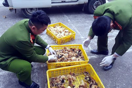 Tiêu hủy gần 7.000 con gia cầm giống nhập lậu từ Trung Quốc