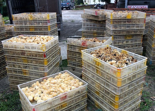 Quảng Ninh: Thu giữ 12.000 con gà giống có nguồn gốc từ Trung Quốc