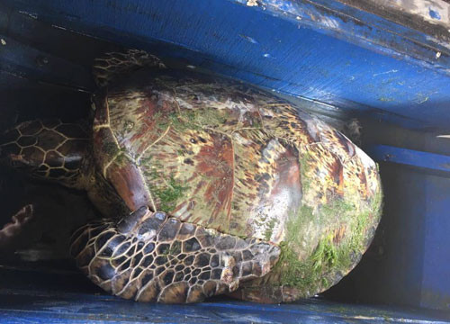 Hà Tĩnh: Bắt được rùa dài 1m nặng 60 kg