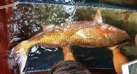 Nghệ An: Nghi bắt được cá sủ vàng 8kg quý hiếm