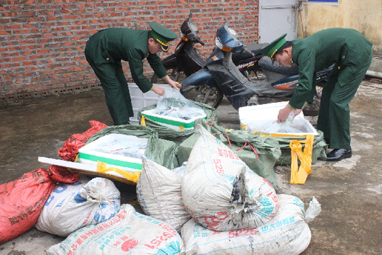 Quảng Ninh: Thu giữ 700kg sò và cá đối nhập lậu