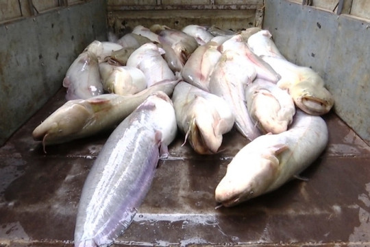 Lào Cai: Bắt giữ và tiêu hủy hơn 400 kg cá nheo nhập lậu